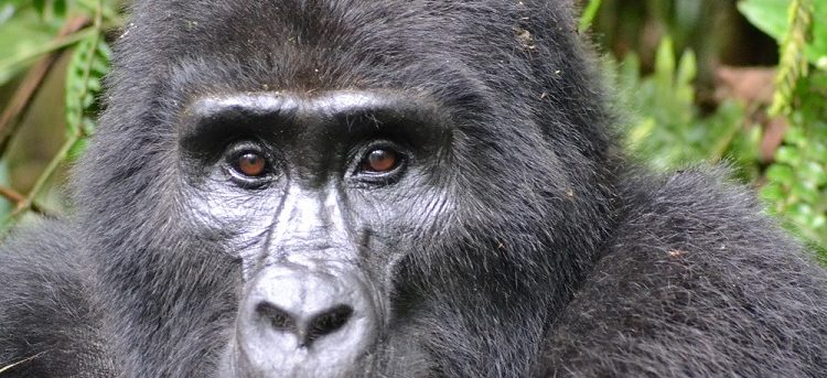 Are Gorilla Permits Refundable?