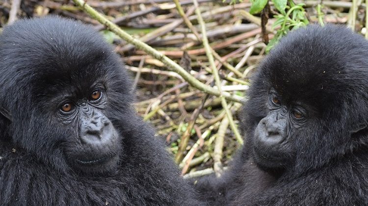 Are Gorillas Friendly?