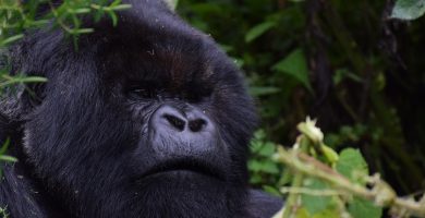 Best time to go gorilla trekking in Rwanda