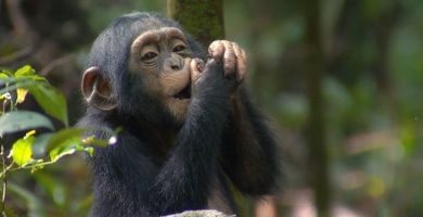 Best time to Go Chimpanzee Trekking in Uganda