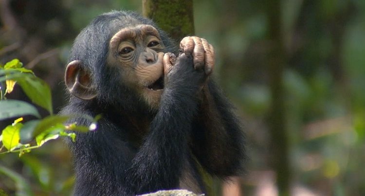 Best time to Go Chimpanzee Trekking in Uganda