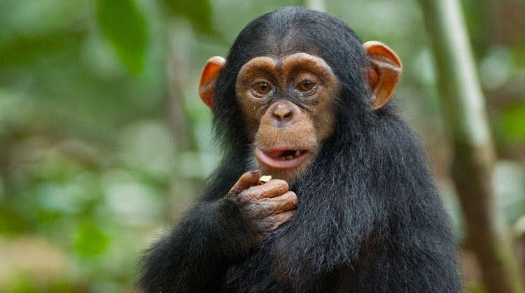 Chimpanzee Diet & Feeding Habits