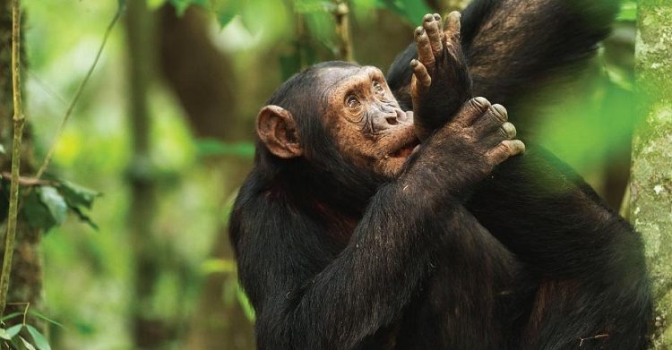 Chimpanzee Trekking Age Limit