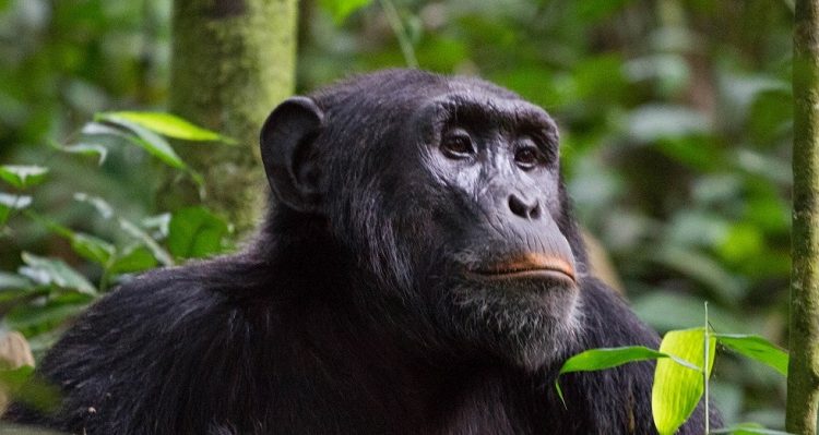 Chimpanzee Trekking Permits