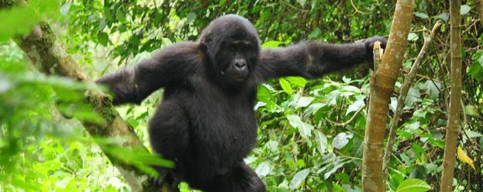 Gorilla Trekking Tips
