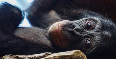 How do Chimpanzees adapt to the environment