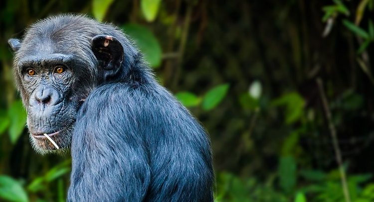 How Strong are Chimpanzees