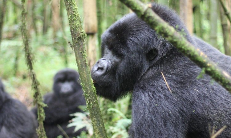 Last-Minute Gorilla Safari Bookings - 2024/25 Deals and Permit Tips