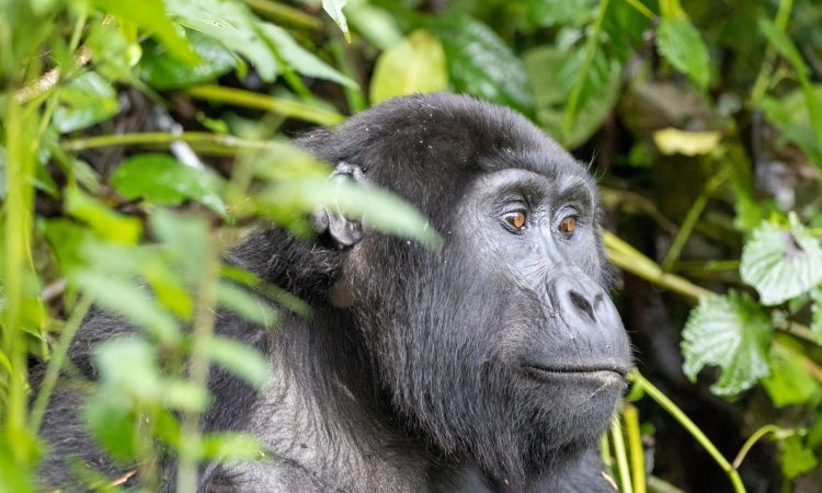 Navigating Low Season Gorilla Permits in Uganda - Pricing and Tips