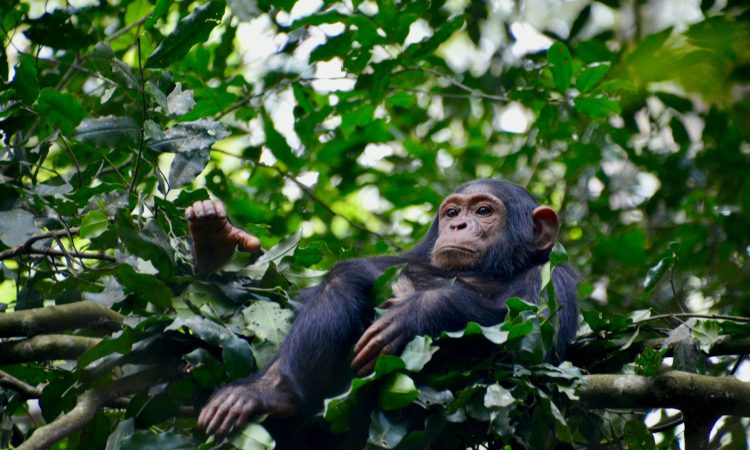 Chimpanzee Trekking in Kalinzu Forest