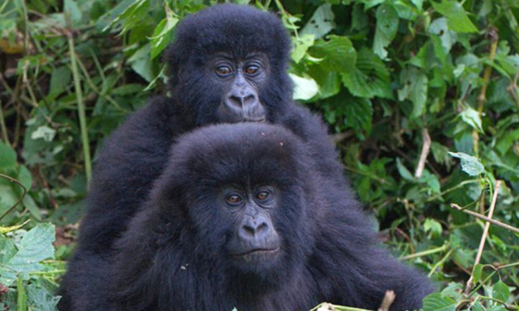 Virunga's Gorilla Families - A Complete Overview