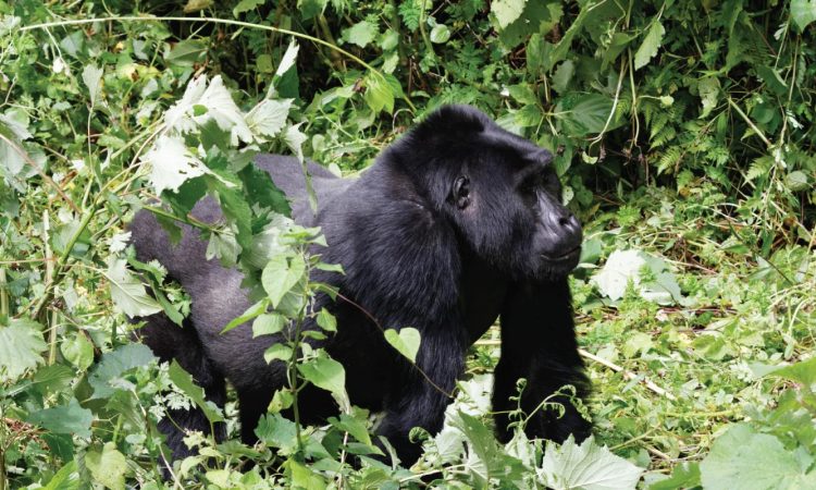 Do all Gorillas become Silverbacks