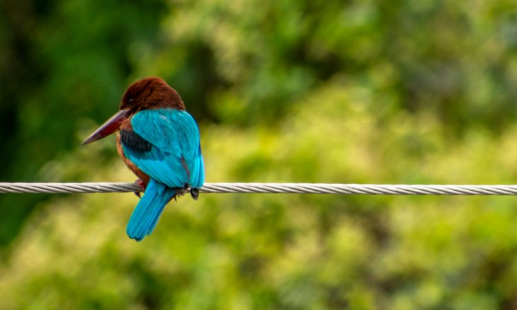 Birding in Bwindi - Discover Uganda's Avian Paradise