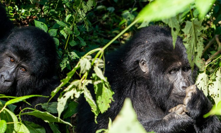 Bwenge Gorilla Group - Insights into Rwanda's Resilient Mountain Family