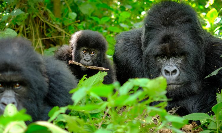 Bweza Gorilla Group - Exploring Bwindi's Remarkable Primate Family