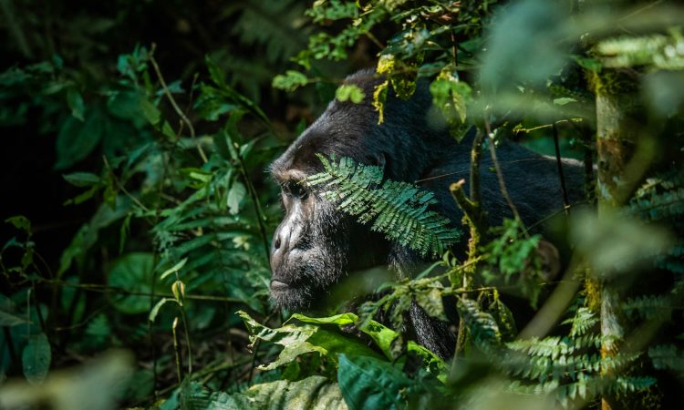 Comprehensive Guide to Uganda's Gorilla Families in Bwindi and Mgahinga