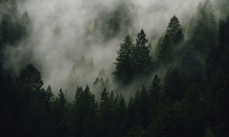 Experience Nocturnal Walks in Kibale Forest - Discover Uganda's Night Walk