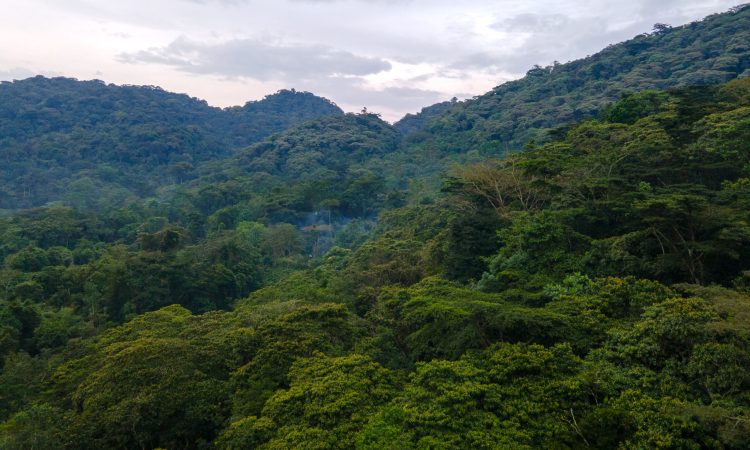 Is Bwindi Impenetrable National Park Safe? A Comprehensive Safety Guide