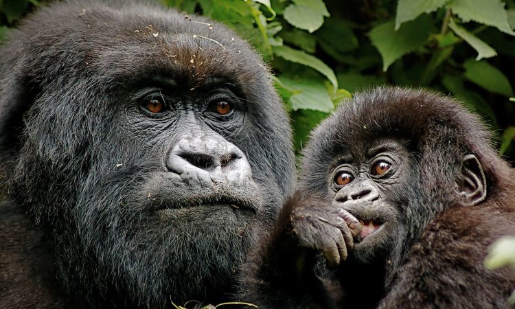 Comprehensive Guide to Rwanda's Gorilla Families in Volcanoes Park