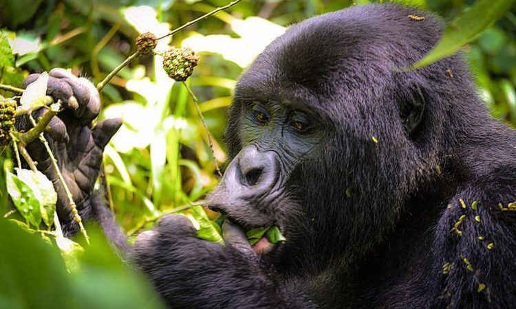Gorilla Groups in Rushaga Sector of Bwindi