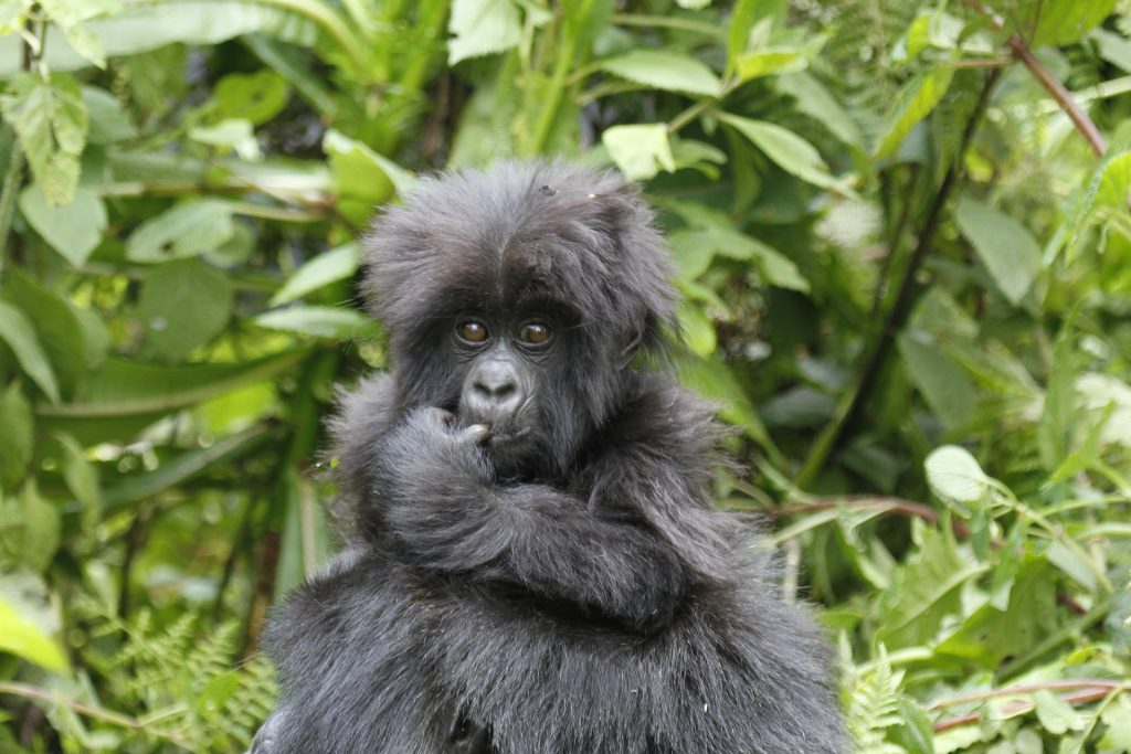 Other Gorilla Families in Buhoma