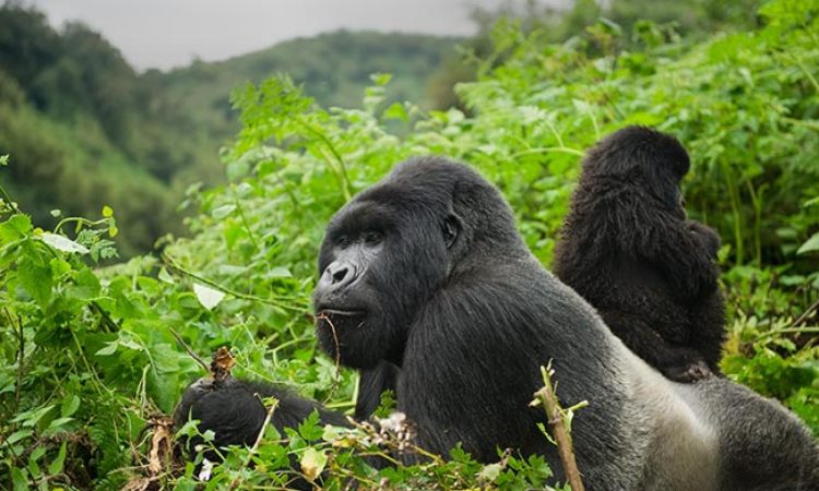 Hirwa Gorilla Group - Rwanda's 'Lucky One' with Rare Twin Births