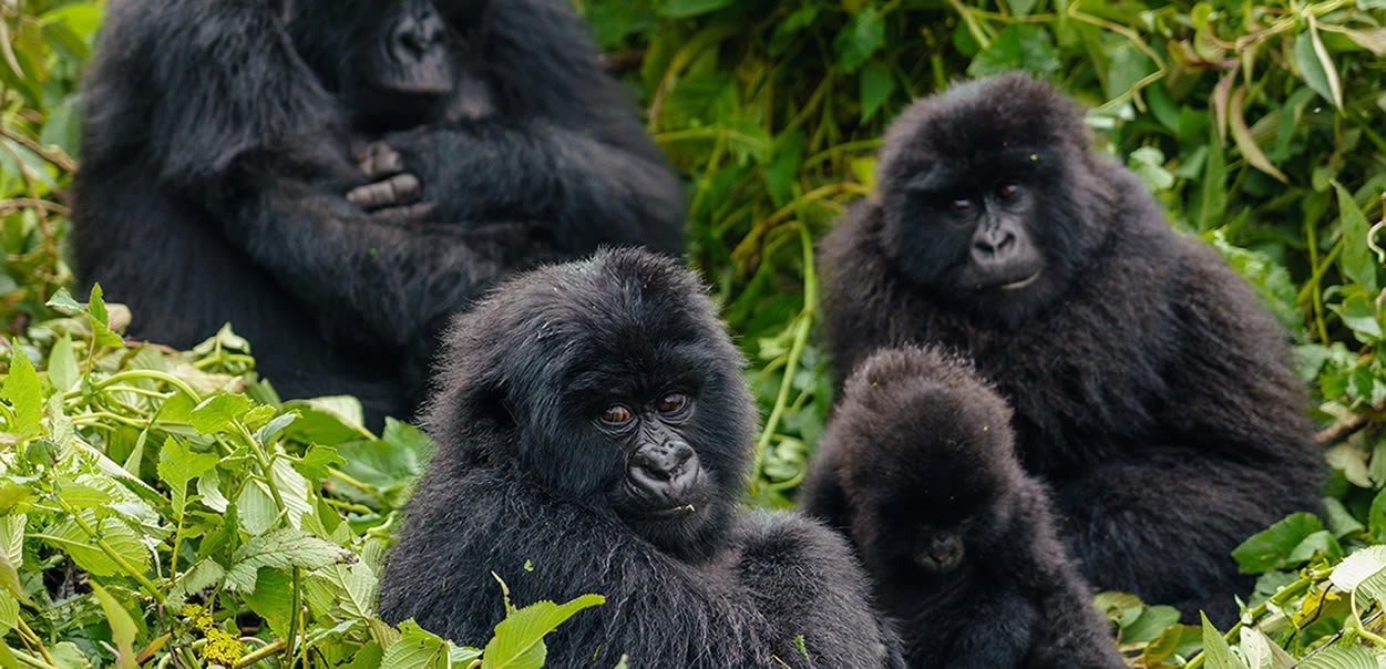 Hirwa Gorilla Group - African Gorilla Tours