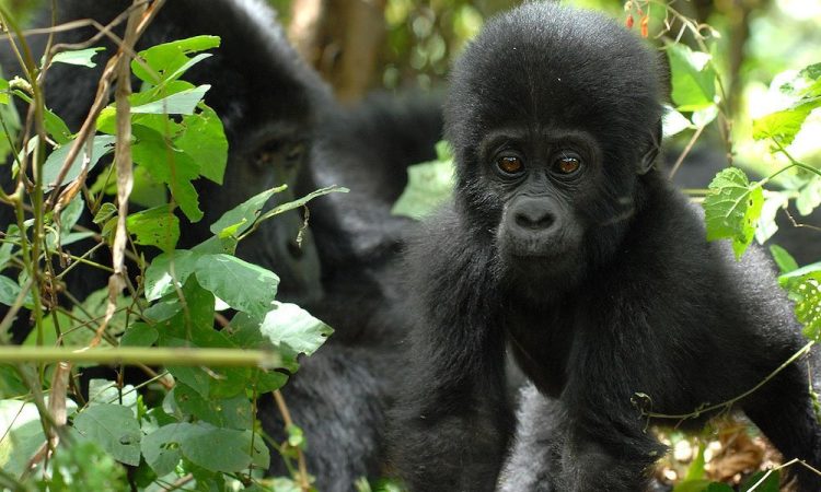 How do Gorillas greet Each Other