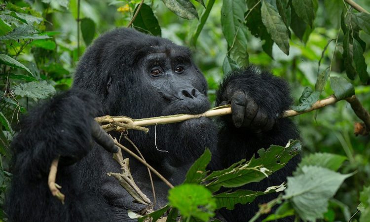 How to Plan Christmas Gorilla Experiences