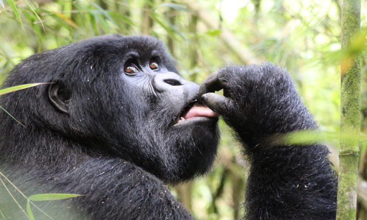 Christmas Gorilla Group - Trekking Bwindi's New Family in Nkuringo