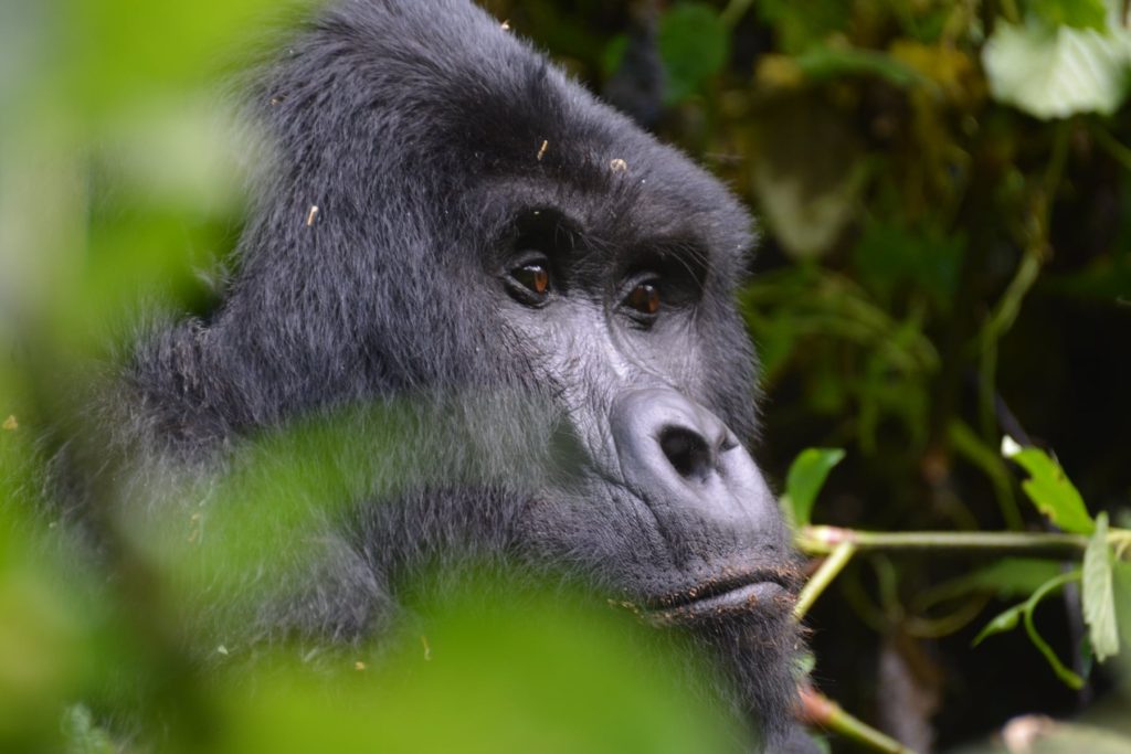 Comprehensive Guide to Uganda's Gorilla Families in Bwindi and Mgahinga