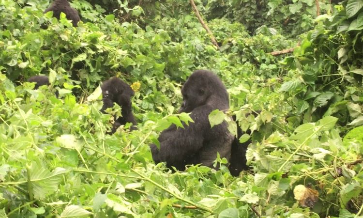 Mapuwa Gorilla Group