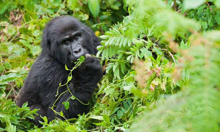 5-Day Rwanda Tour - Gorillas & Lake Kivu Leisure