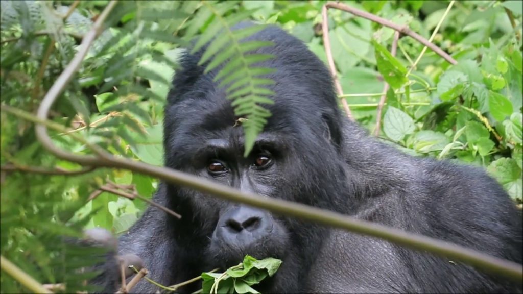 Buhoma Gorilla Groups - Trekking Gorilla Families in Bwindi