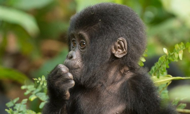 8-Day Rwanda Safari Highlights