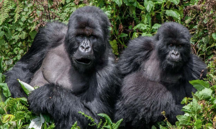 Munyaga Gorilla Group