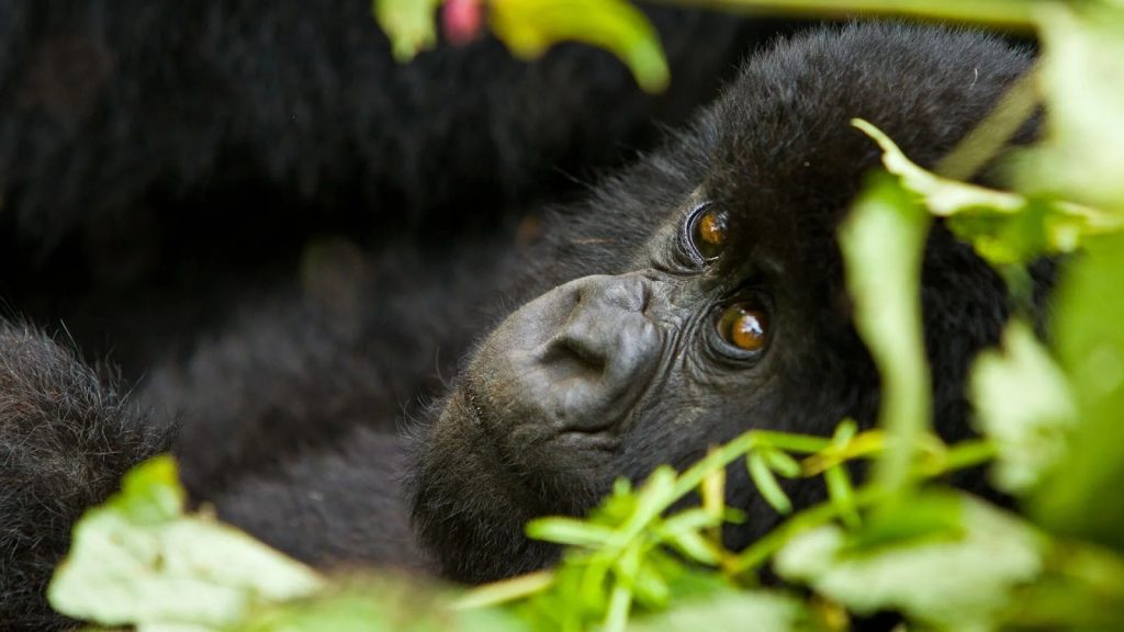 Nkuringo Gorilla Families - Trekking Bwindi's Mountain Gorillas