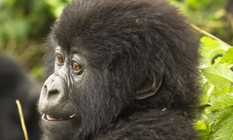 Nyakagezi Gorilla Group - Meet Mgahinga's Unique Mountain Gorillas