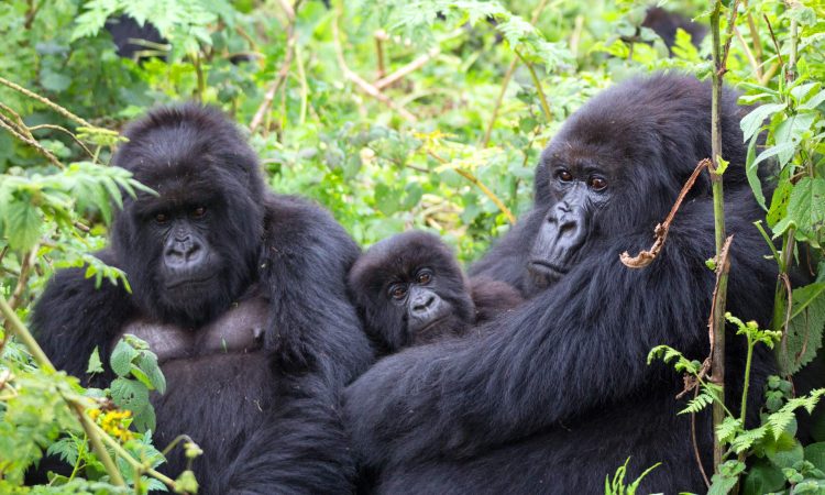 Oruzogo Gorilla Group - Trekking Bwindi's Playful Family in Ruhija