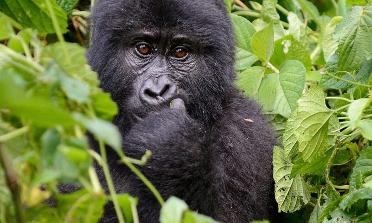 Roles & Importance of Gorillas to the Eco System