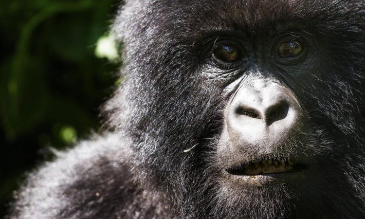 Ruhija Gorilla Groups