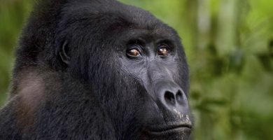 Rushaga Gorilla Permits