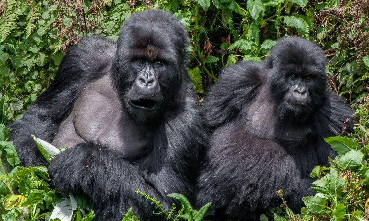Rushegura Gorilla Group - Trekking Bwindi's Buhoma Sector