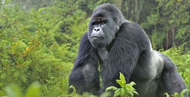 Rwanda Gorilla Filming Permits