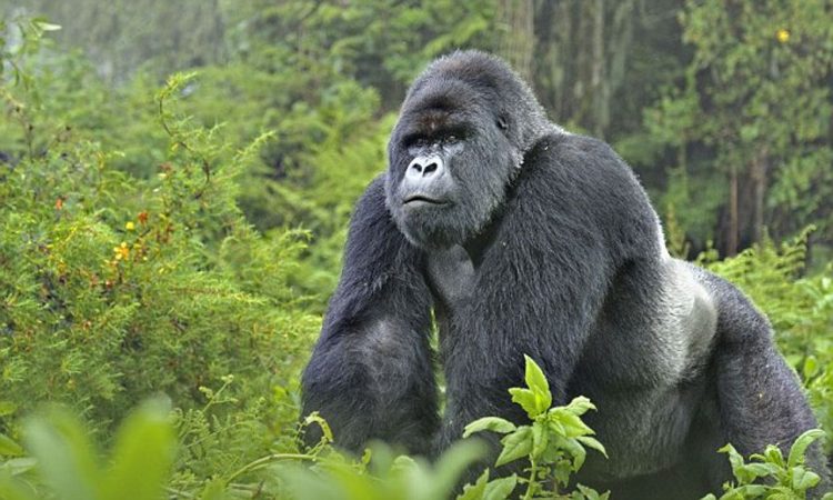 Rwanda Gorilla Filming Permits