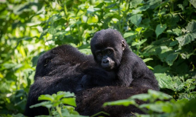 Susa Gorilla Group - Rwanda's Largest Mountain Gorilla Family