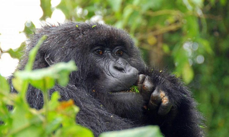 Gorilla Trekking Tipping Guide - How to Tip Effectively on Your Trek