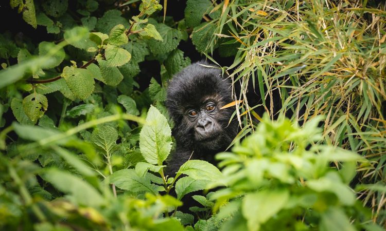 Rwanda Gorilla Photography Permits - Costs, Guidelines & Booking Information