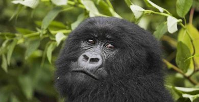 Top Things to do in Bwindi Forest