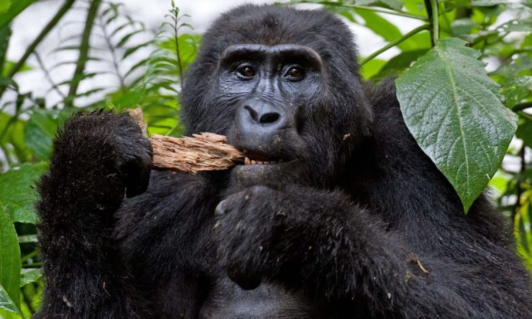 USD 15,000 Rwanda Gorilla Experience